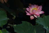Enlarge photo 82