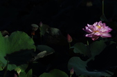 Enlarge photo 81