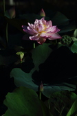 Enlarge photo 80