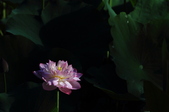 Enlarge photo 78