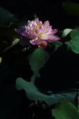 Enlarge photo 77