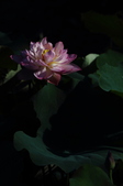 Enlarge photo 76
