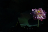 Enlarge photo 73