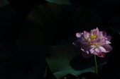 Enlarge photo 72