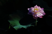 Enlarge photo 71