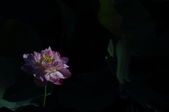 Enlarge photo 69