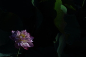 Enlarge photo 68