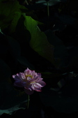 Enlarge photo 67