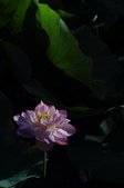 Enlarge photo 66