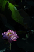 Enlarge photo 64