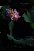 Enlarge photo 63