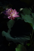 Enlarge photo 62