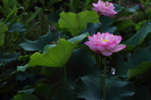 Enlarge photo 59