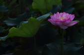 Enlarge photo 58