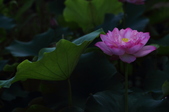 Enlarge photo 57