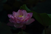 Enlarge photo 54
