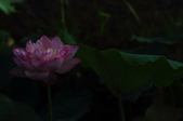 Enlarge photo 53