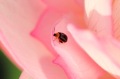 Enlarge photo 52