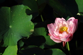 Enlarge photo 51