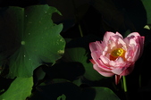 Enlarge photo 50