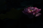 Enlarge photo 48