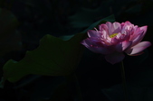 Enlarge photo 47