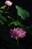 Enlarge photo 45