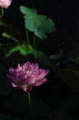 Enlarge photo 43