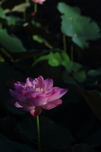 Enlarge photo 42