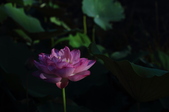 Enlarge photo 40