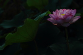 Enlarge photo 37