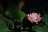 Enlarge photo 31