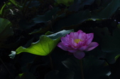 Enlarge photo 16