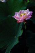 Enlarge photo 241