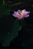 Enlarge photo 240