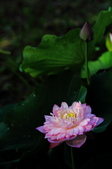 Enlarge photo 238