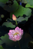 Enlarge photo 239