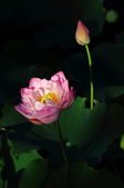 Enlarge photo 236