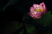 Enlarge photo 237