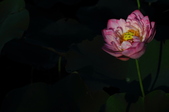 Enlarge photo 235
