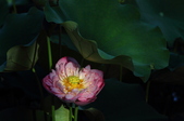 Enlarge photo 231