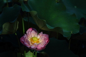 Enlarge photo 230