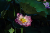 Enlarge photo 229