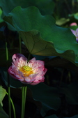Enlarge photo 228