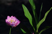 Enlarge photo 227