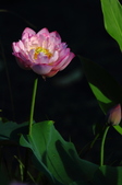 Enlarge photo 226