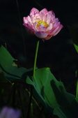 Enlarge photo 225