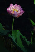 Enlarge photo 224