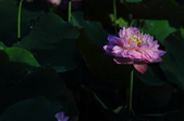 Enlarge photo 223