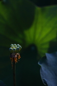 Enlarge photo 222